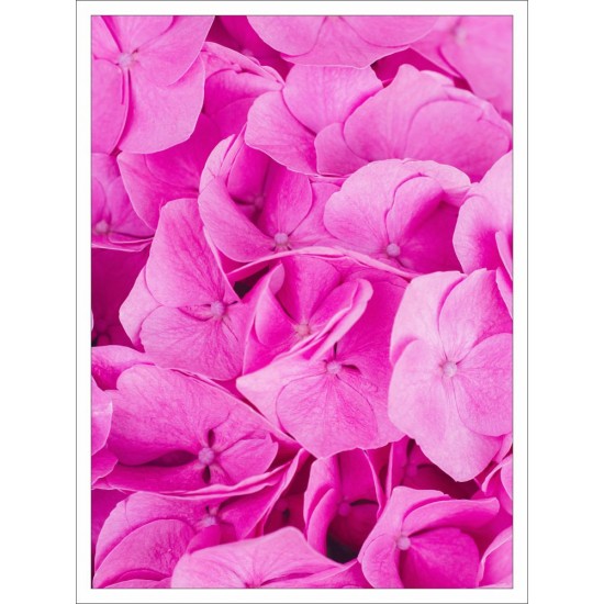 Quadro Flores sem Filtro - 80x60 cm