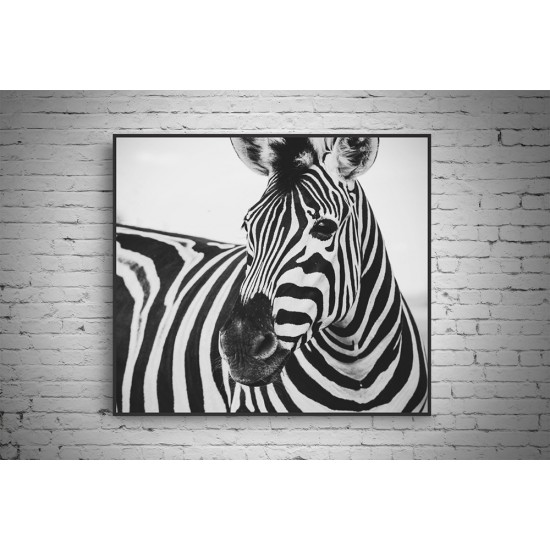 Quadro Zebra Serengeti - 80x90 cm