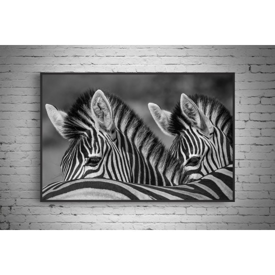 Quadro Zebras Serengeti - 60x90 cm