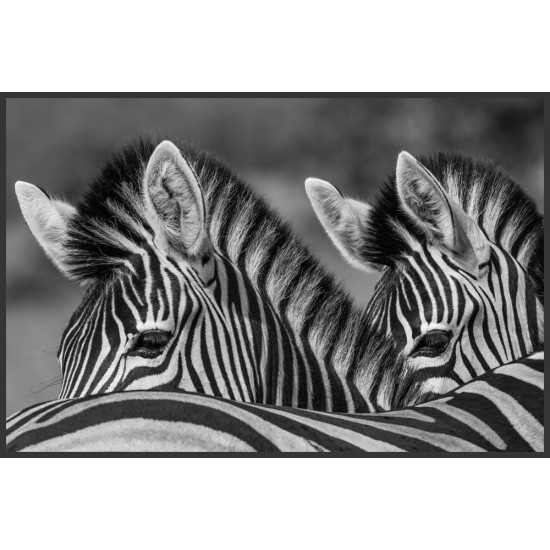 Quadro Zebras Serengeti - 60x90 cm