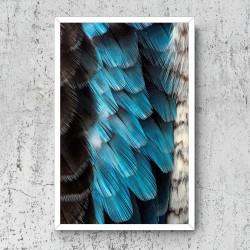 Quadro Penas Exóticas - 70x46 cm