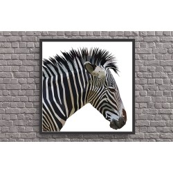Quadro Africa Zebra - 65x65 cm