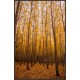 Quadro Floresta de Álamo - 100x65 cm